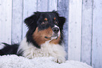 lying Australian Shepherd