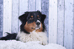 lying Australian Shepherd