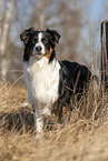 standing Australian Shepherd