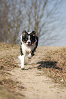 running Australian Shepherd