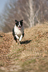 running Australian Shepherd