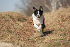 running Australian Shepherd