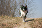 running Australian Shepherd