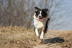 running Australian Shepherd