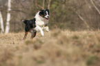 running Australian Shepherd