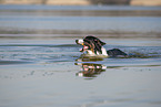 Australian Shepherd plays in the water