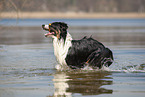 running Australian Shepherd