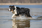 running Australian Shepherd