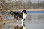 standing Australian Shepherd