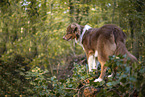 standing Australian Shepherd