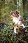 lying Australian Shepherd