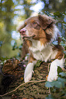 lying Australian Shepherd