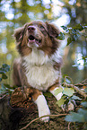 lying Australian Shepherd