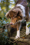 Australian Shepherd