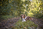 lying Australian Shepherd