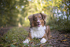 lying Australian Shepherd