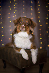 lying Australian Shepherd