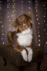 lying Australian Shepherd