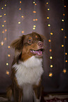 Australian Shepherd Portrait