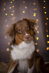 Australian Shepherd Portrait