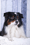 lying Australian Shepherd