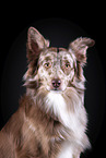 Australian Shepherd Portrait