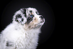 Australian Shepherd Portrait