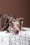 lying Australian Shepherd