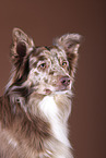 Australian Shepherd Portrait