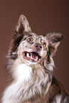 Australian Shepherd Portrait