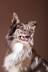 Australian Shepherd Portrait