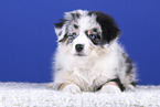 lying Australian Shepherd