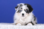 lying Australian Shepherd