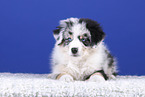 lying Australian Shepherd