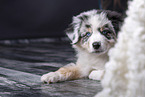 lying Australian Shepherd