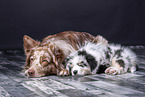 Australian Shepherd with puppy