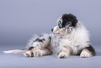 lying Australian Shepherd