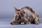 lying Australian Shepherd