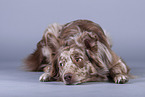 lying Australian Shepherd