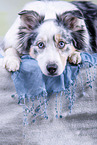 lying Australian Shepherd