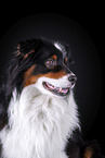 Australian Shepherd Portrait