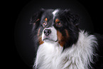 Australian Shepherd Portrait