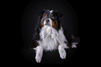 lying Australian Shepherd