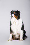 sitting Australian Shepherd