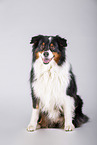 sitting Australian Shepherd