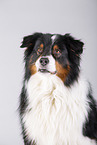 Australian Shepherd Portrait