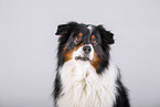 Australian Shepherd Portrait