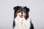 Australian Shepherd Portrait