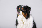 Australian Shepherd Portrait