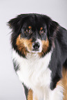 Australian Shepherd Portrait